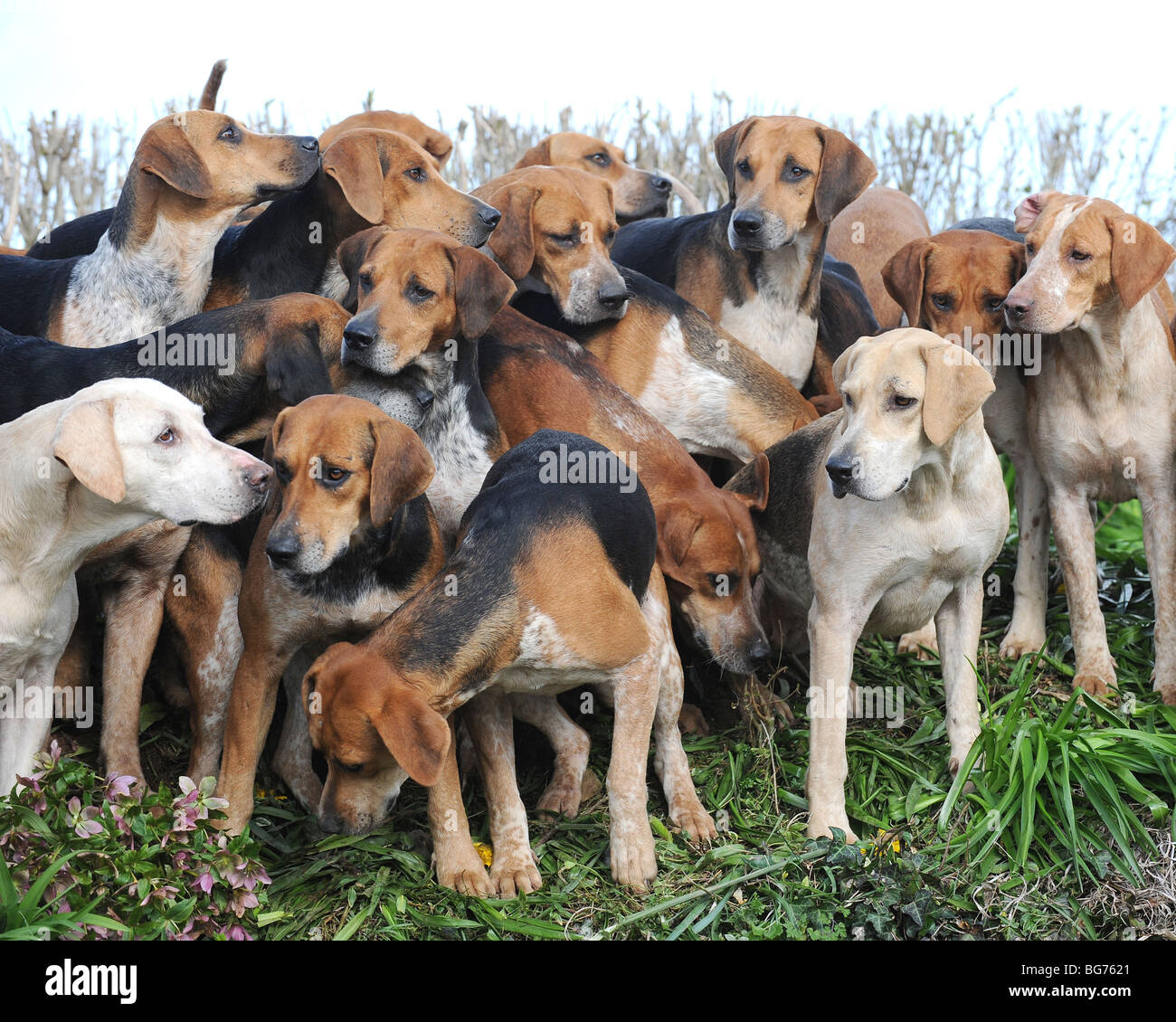 Packung von Jagdhunden Stockfoto