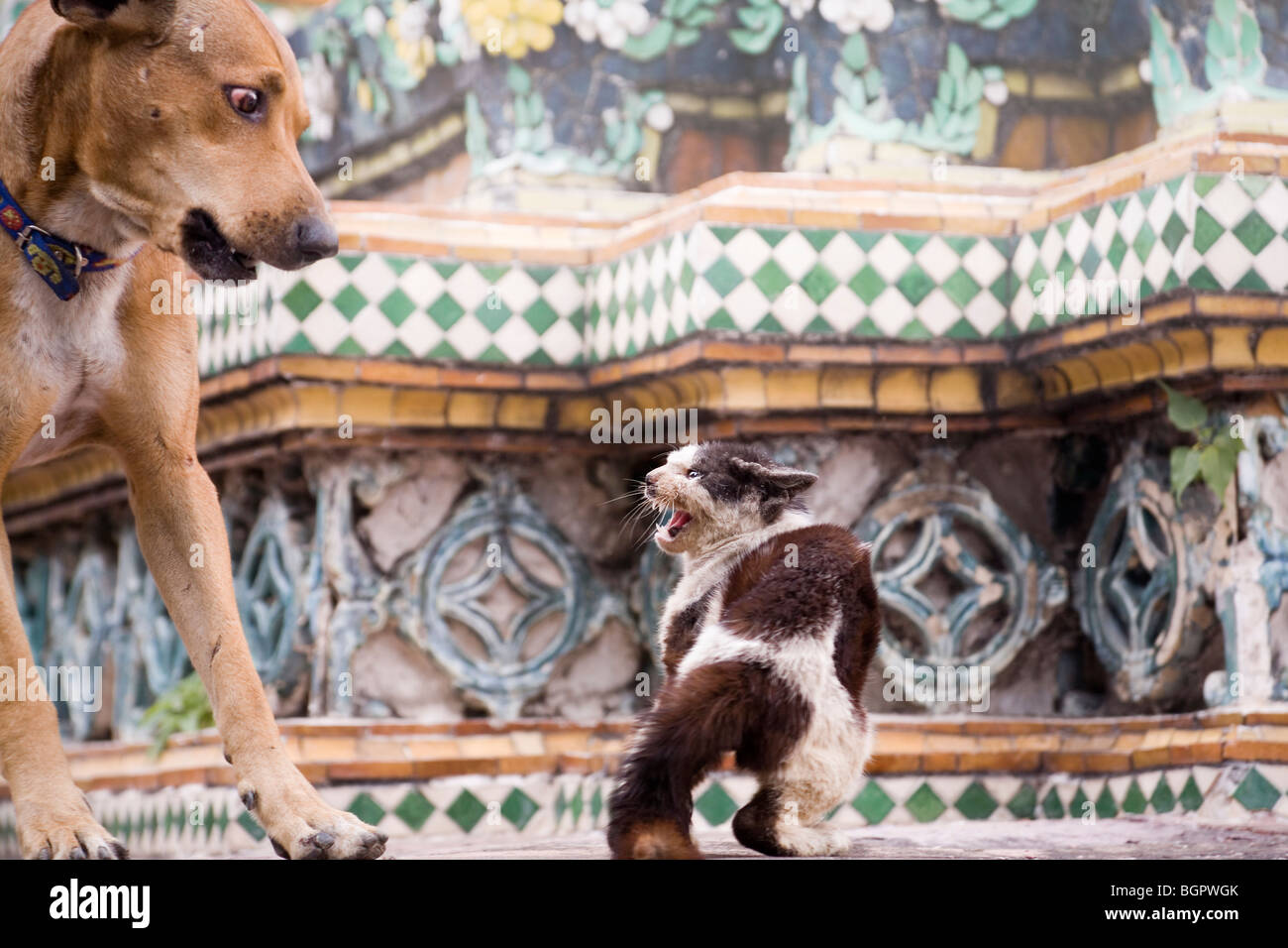 Katze und Hund Kampf Stockfoto