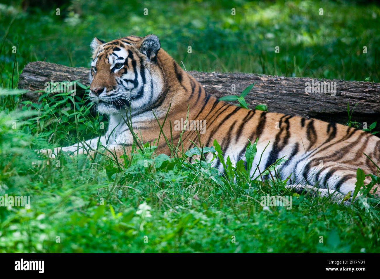 Tiger im Bronx Zoo in New York Stockfoto