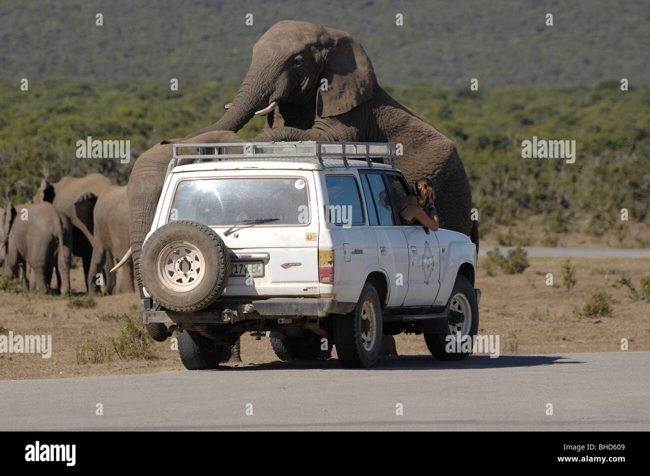 Afrikanischer Elefant Südafrika Addo männlich Paarung vor ein Auto Stockfoto