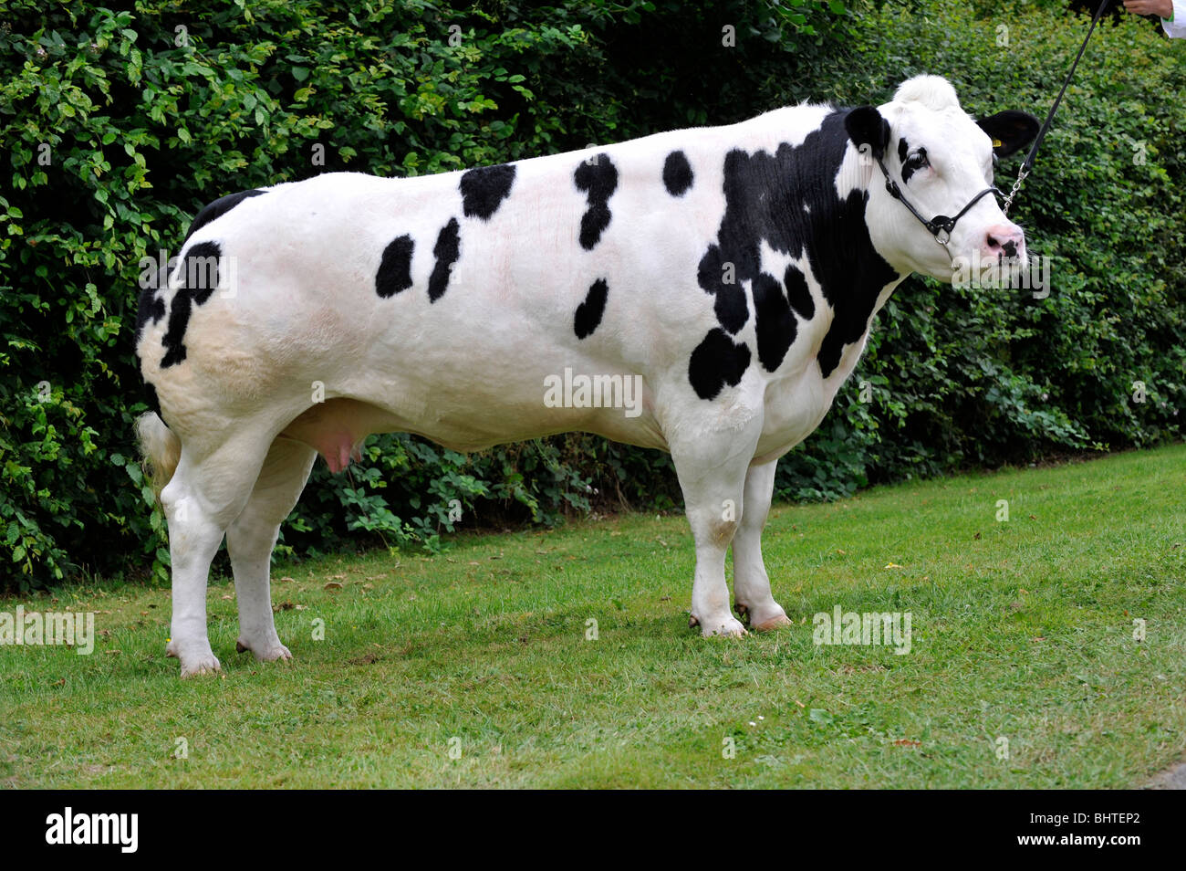 Britische Blue Cow belief sich auf eine Show am Halfter. Stockfoto