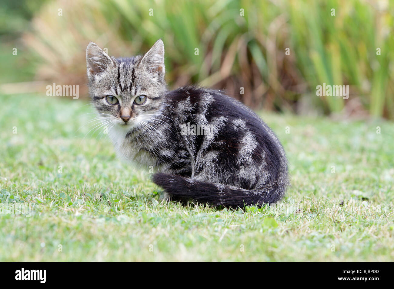 Katze, junge grau gestreiftes Kätzchen im Garten Stockfoto