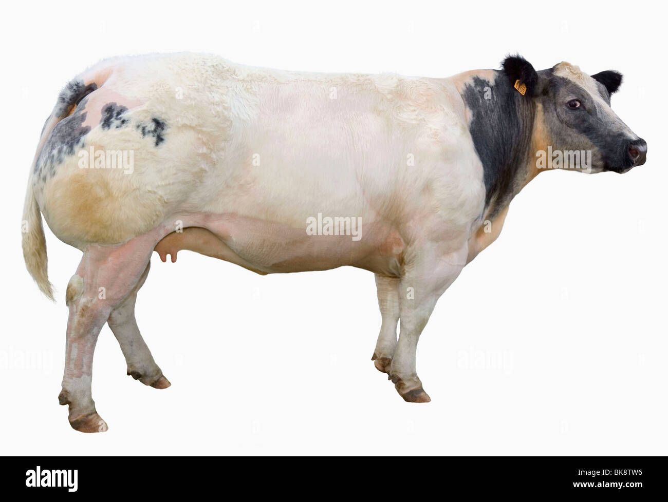 Belgian Blue Färse Stockfoto