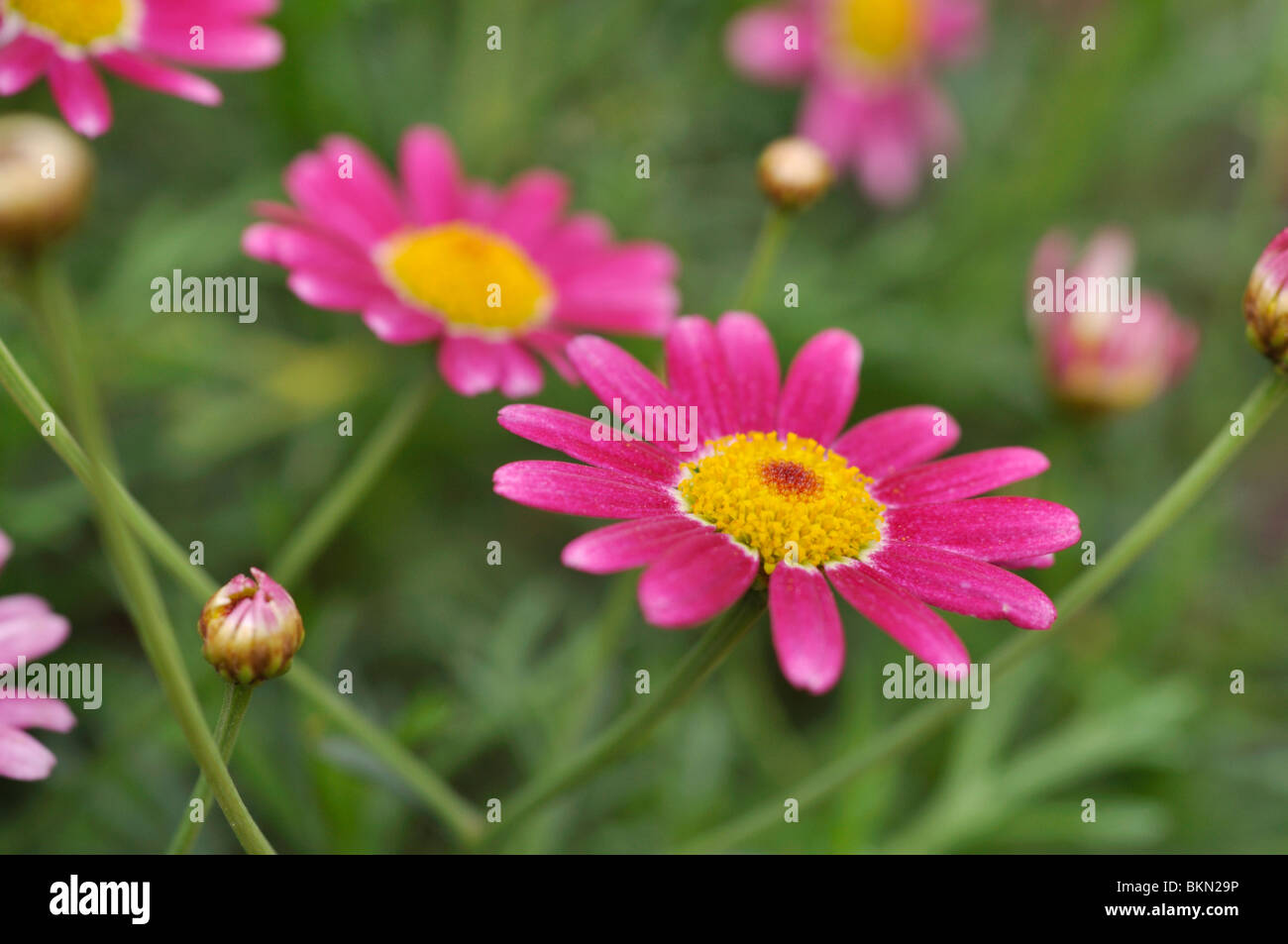 Hell (Argyranthemum frutescens Marguerite' karmine') Stockfoto