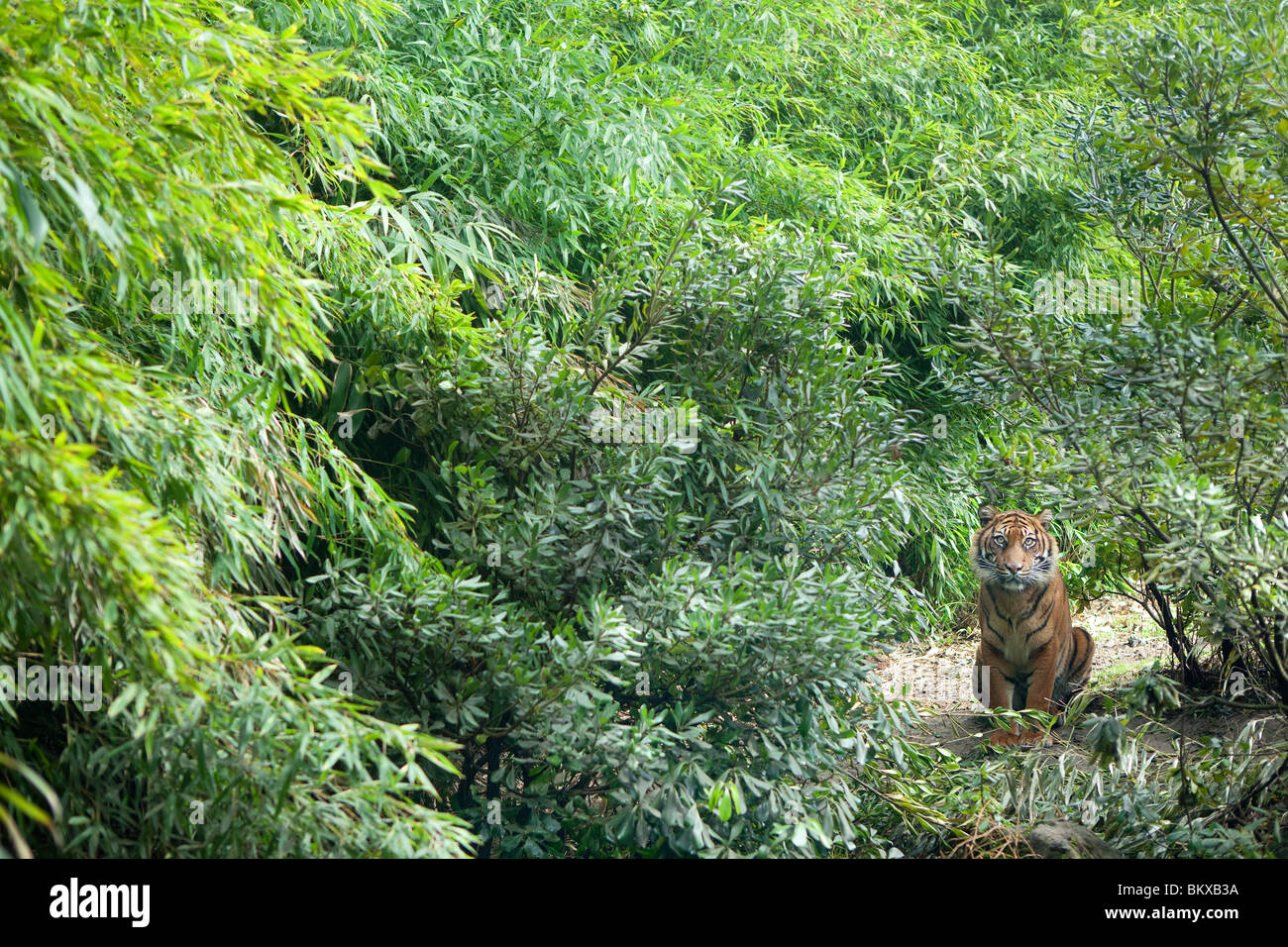 Sumatra-Tiger Stockfoto