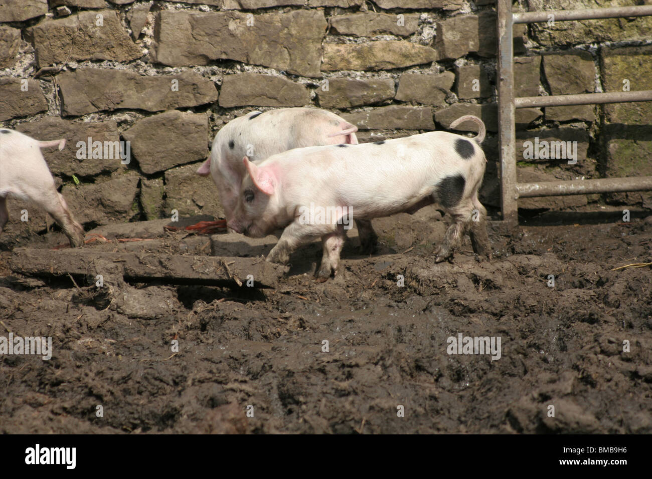 Laufenden Ferkel im Schlamm Stockfoto