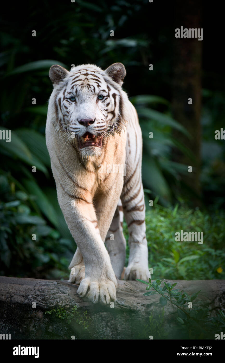 Männliche weiße Tiger. Doppelte rezessives Gen produziert blasse Farbe Morph.  Fotografiert in Gefangenschaft im Zoo von Singapur. Stockfoto