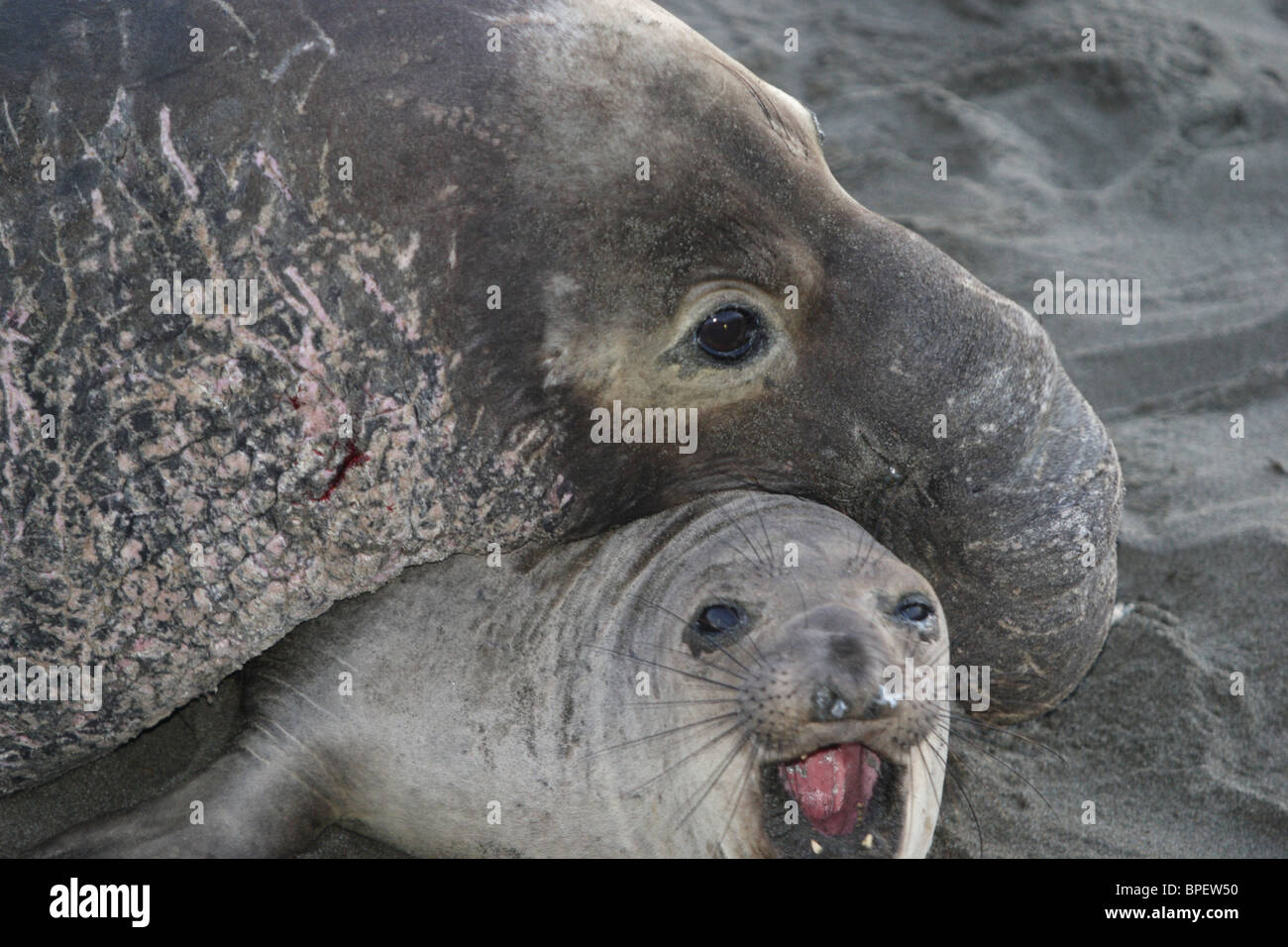 Elefantenbulle versiegeln mit viel kleineren Weibchen paaren. Stockfoto