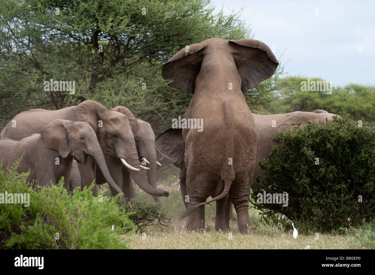 Afrikanische Elefanten Paarung (Loxodonta Africana Africana), Mashatu Wildreservat, Tuli Block, Botswana Stockfoto