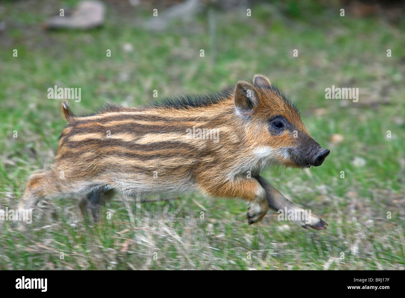 Wildschwein (Sus Scrofa) Ferkel in Wald laufen im Frühjahr, Deutschland Stockfoto