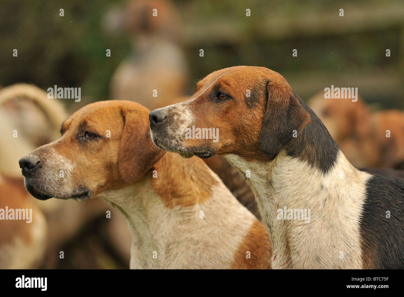 Packung mit englischen Jagdhunden Stockfoto