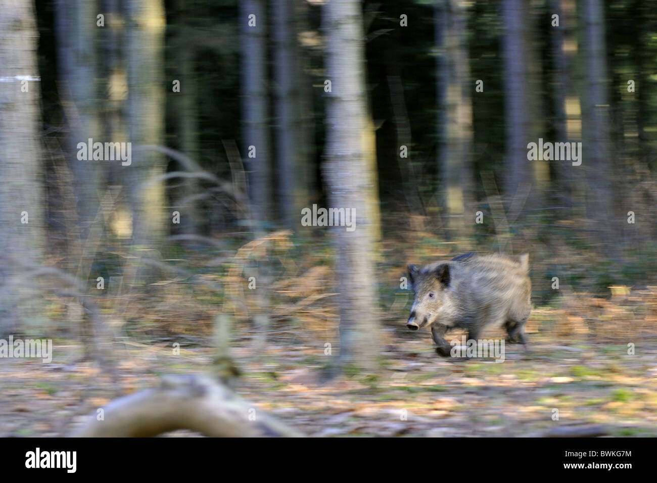 Wildschwein (Sus Scrofa) vier Monate alten Ferkel laufen im Winter - Belgien Stockfoto