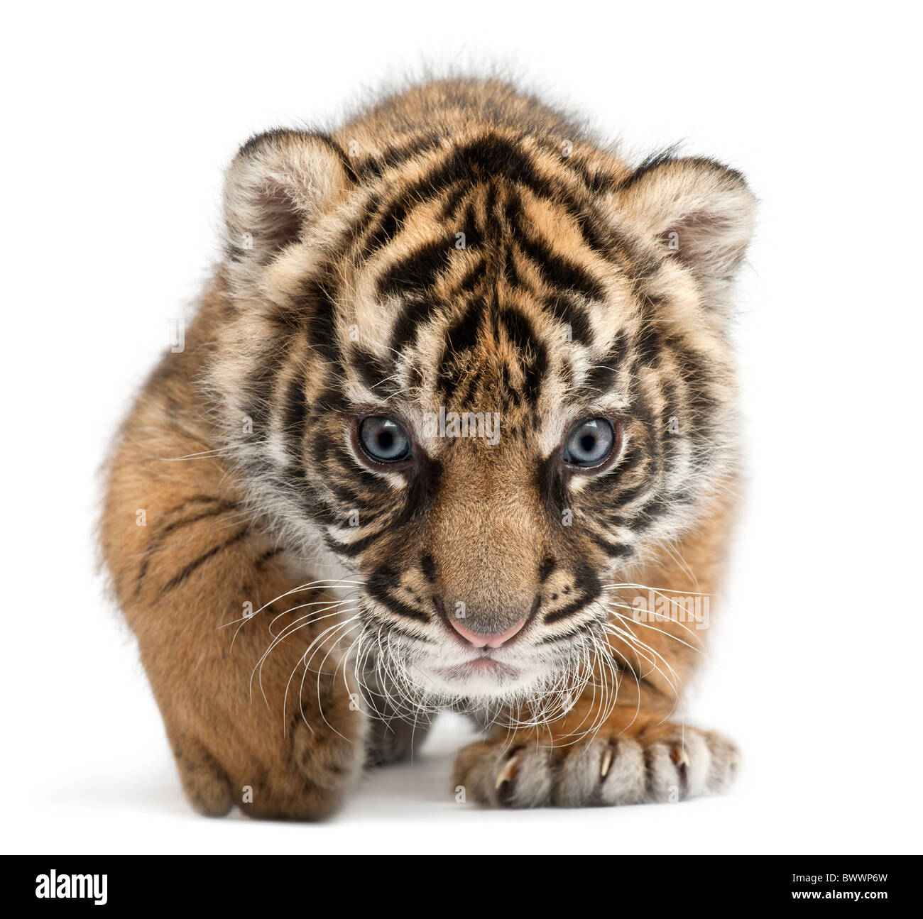 Sumatra Tiger Cub, Panthera Tigris Sumatrae, 3 Wochen alt, vor weißem Hintergrund Stockfoto