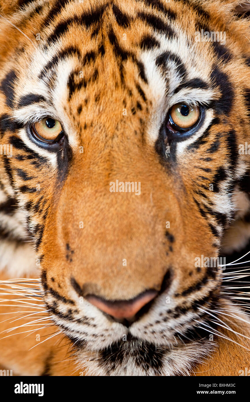 Porträt, indochinesischen Tiger oder Corbetts Tiger (Panthera Tigris Corbetti), Thailand Stockfoto