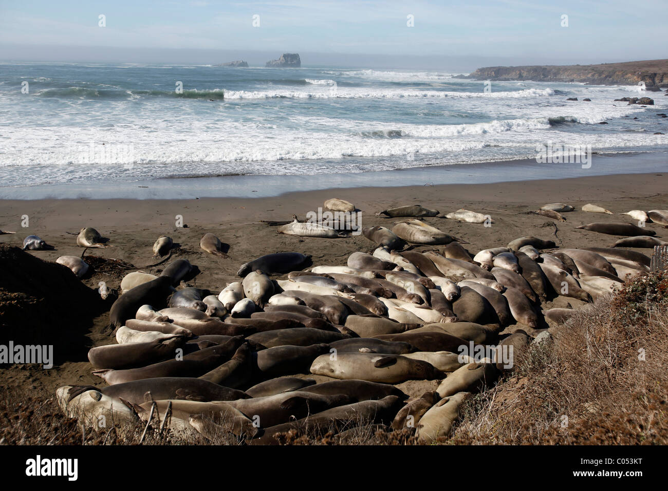 See-Elefanten sammeln am Strand California während der Paarungszeit. Stockfoto