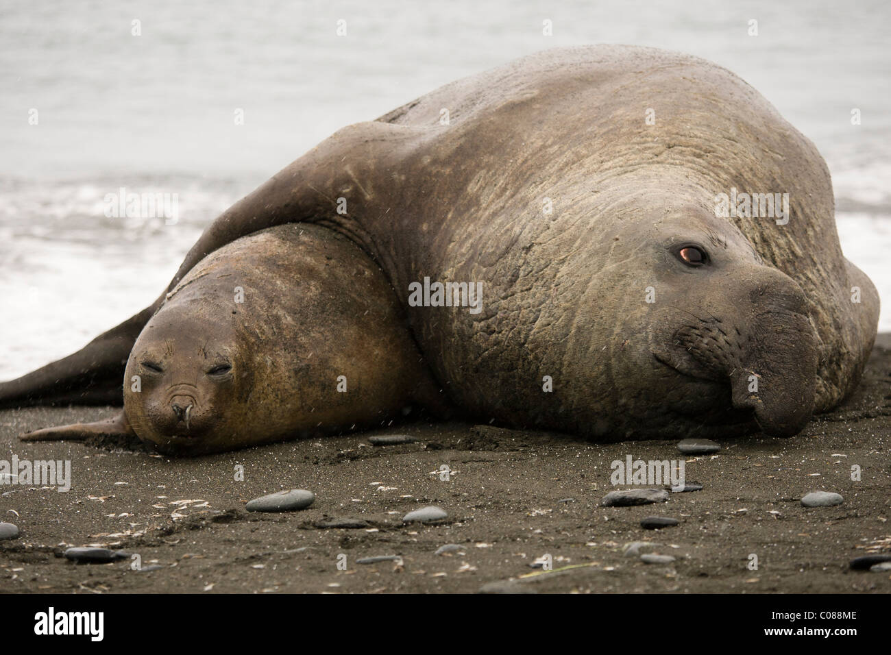 Südlichen See-Elefanten Paarung, Gold Harbor, South Georgia Island, Stockfoto