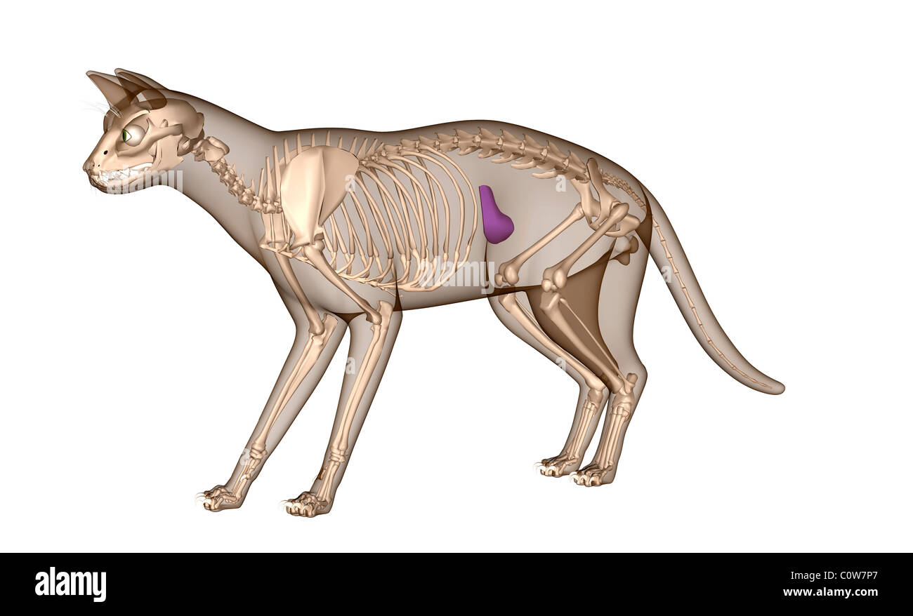 Anatomie des Skeletts Katze Milz Stockfoto