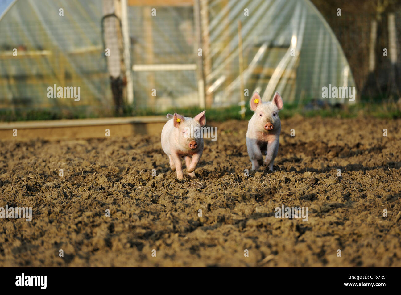 Stock Foto von Ferkeln laufen frei außerhalb. Stockfoto