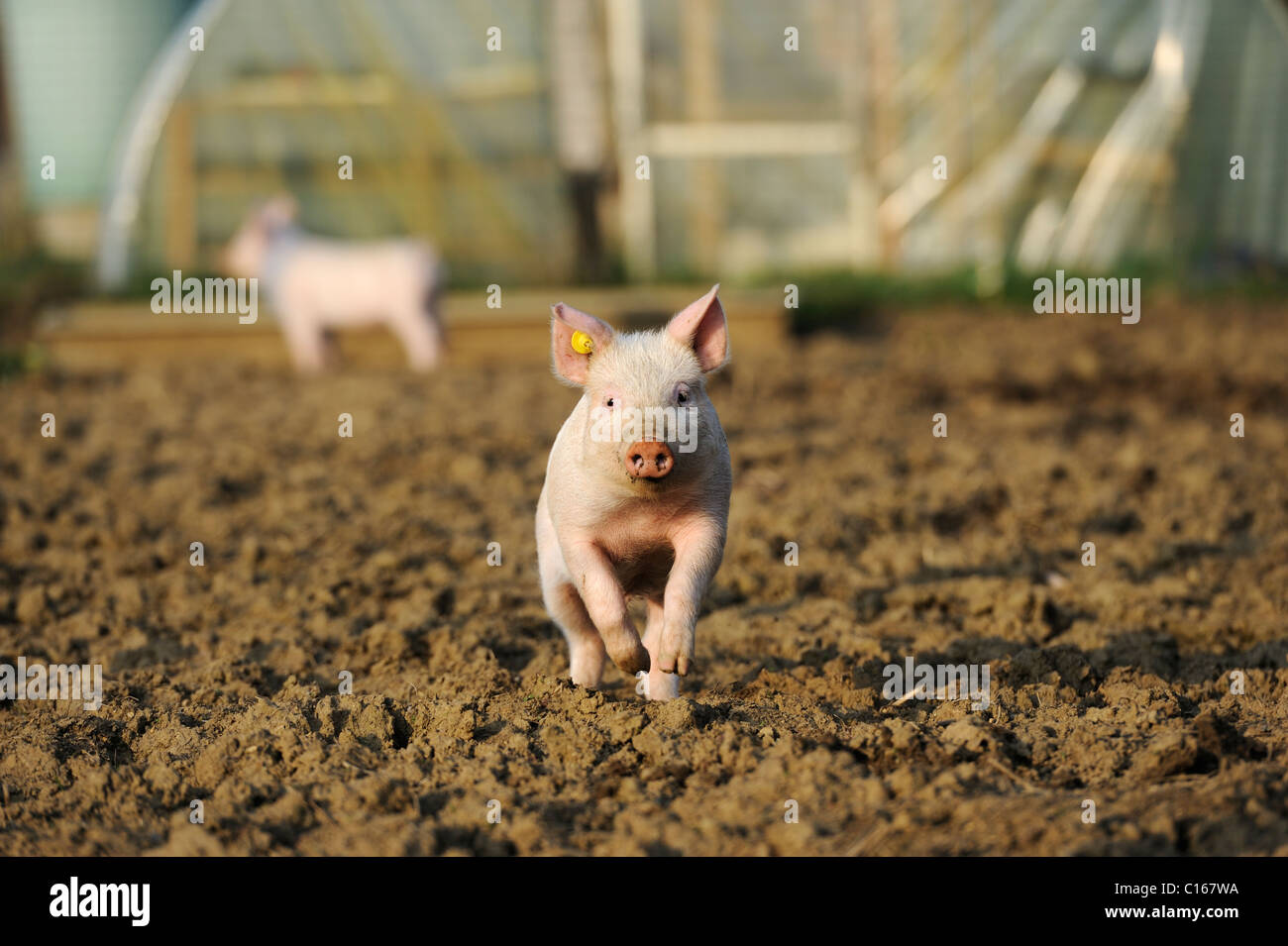 Stock Foto von Ferkeln laufen frei außerhalb. Stockfoto