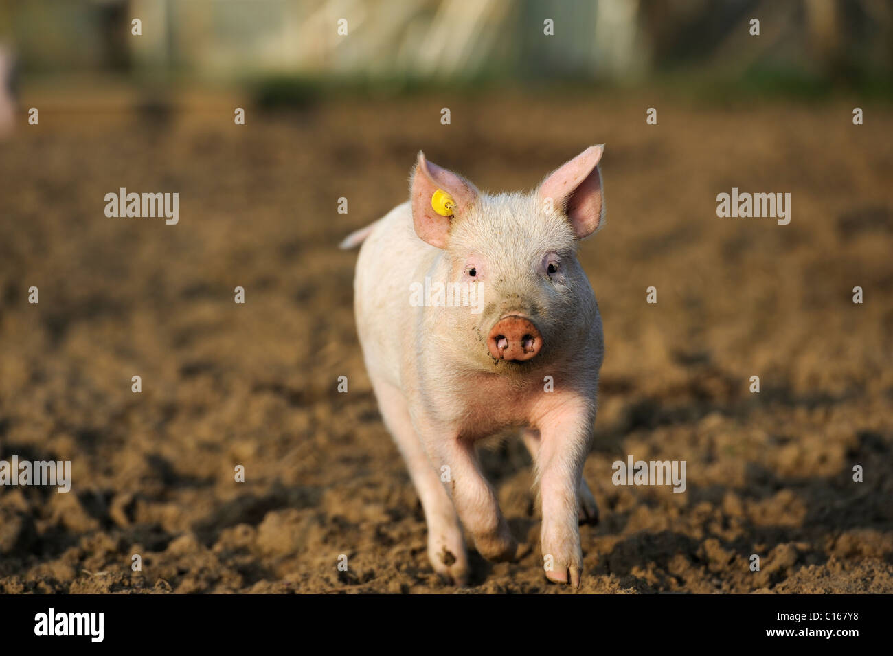 Stock Foto eines Ferkels laufen frei außerhalb. Stockfoto