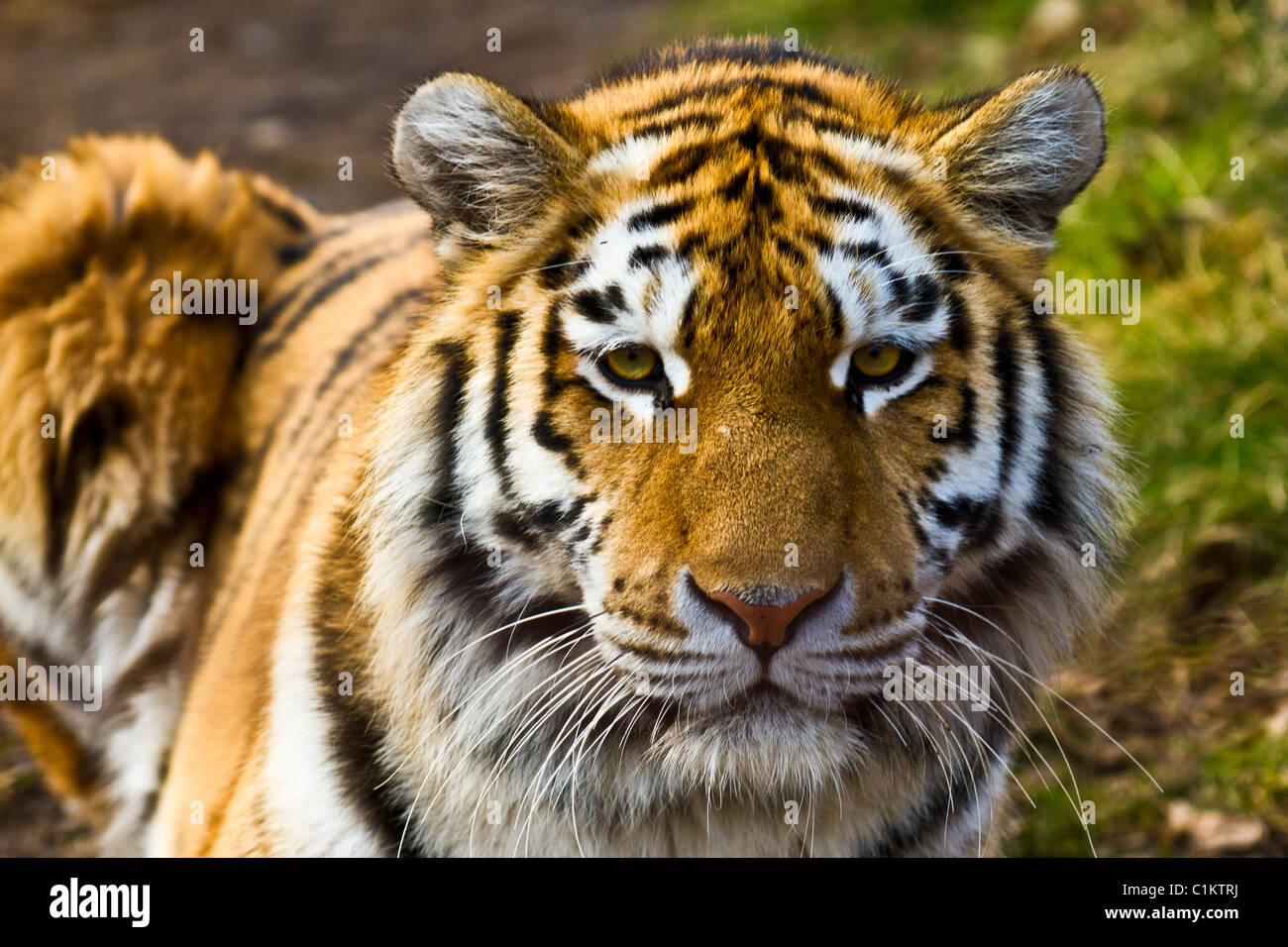 Nahaufnahme des Tigers in der Sonne entspannen Stockfoto