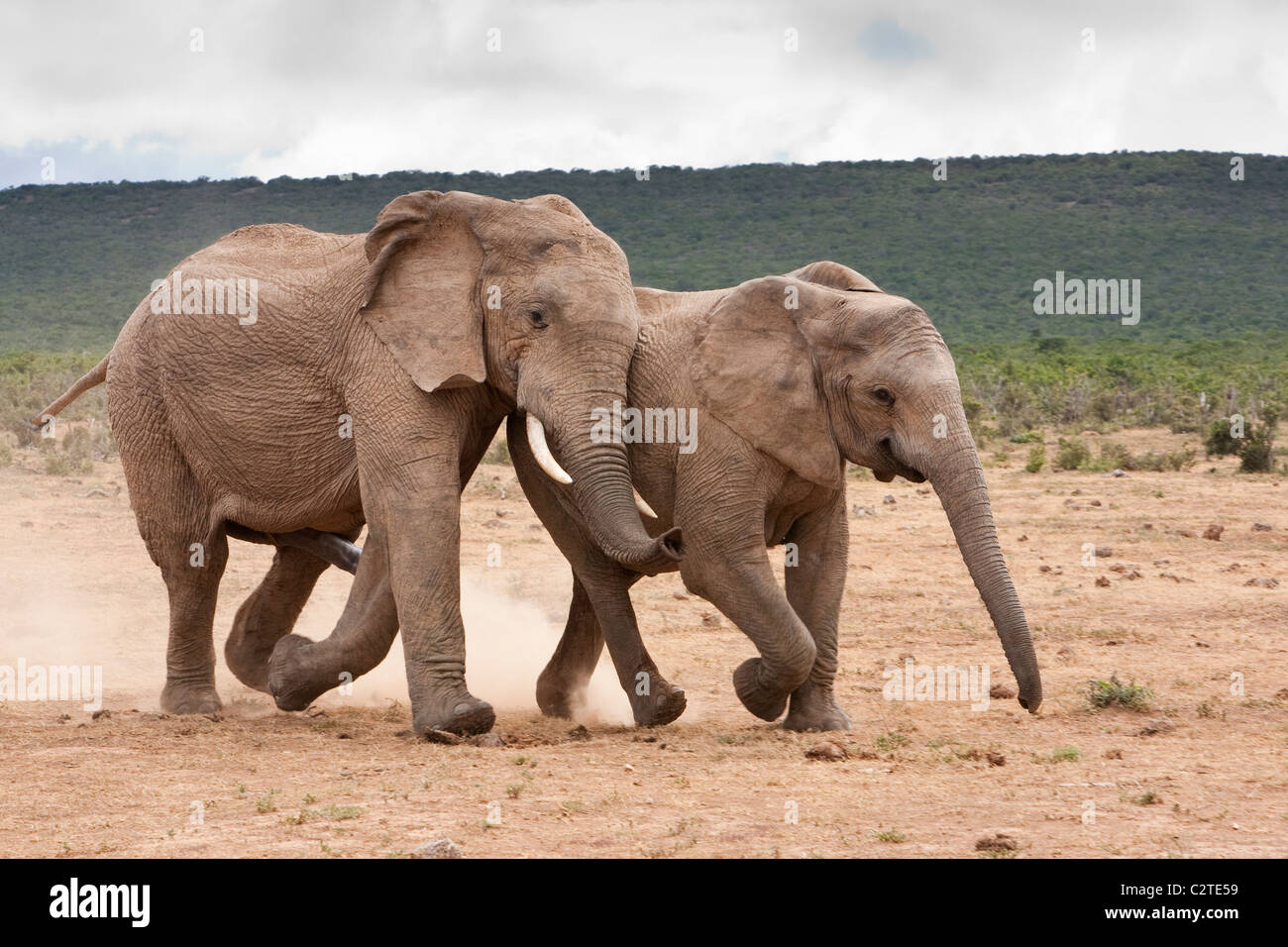 Afrikanischer Elefant bull wirbt weiblich, Loxodonta Africana, Addo Nationalpark, Südafrika Stockfoto