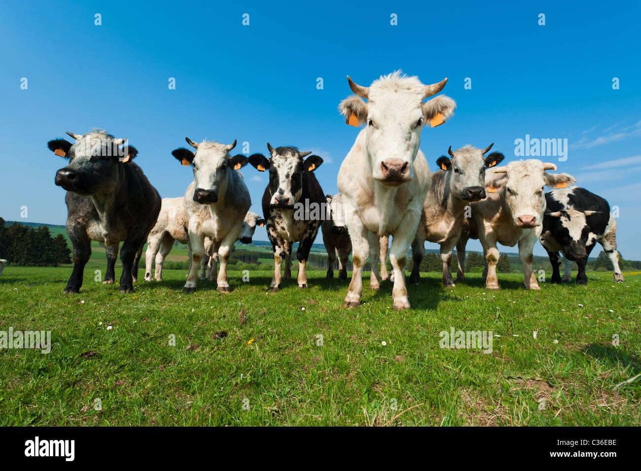 Kühe auf auf landwirtschaftlichen Nutzflächen in den Ardennen, Belgien Stockfoto