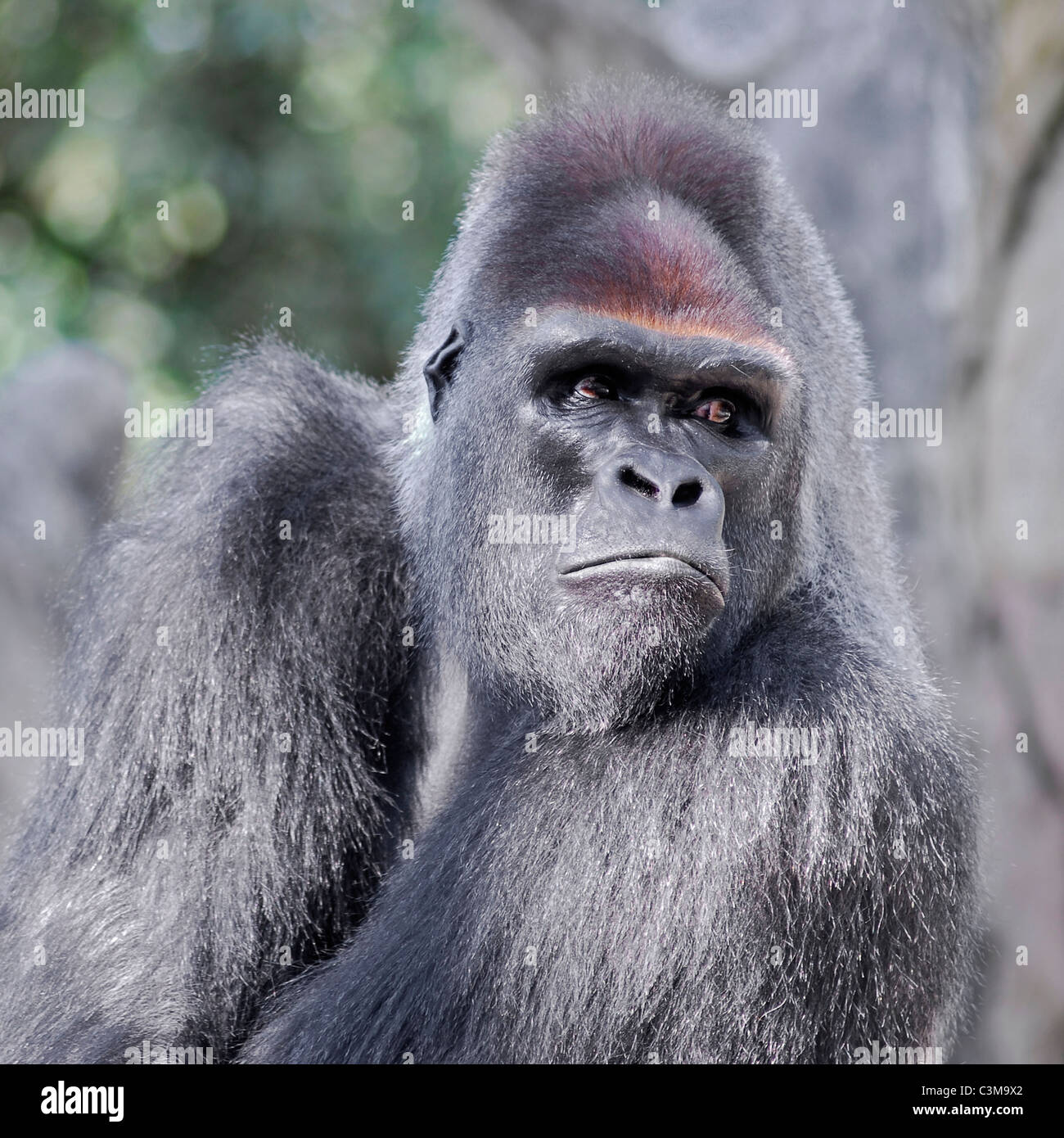 Vorderseite Porträt von Gorilla auf der Seite Stockfoto