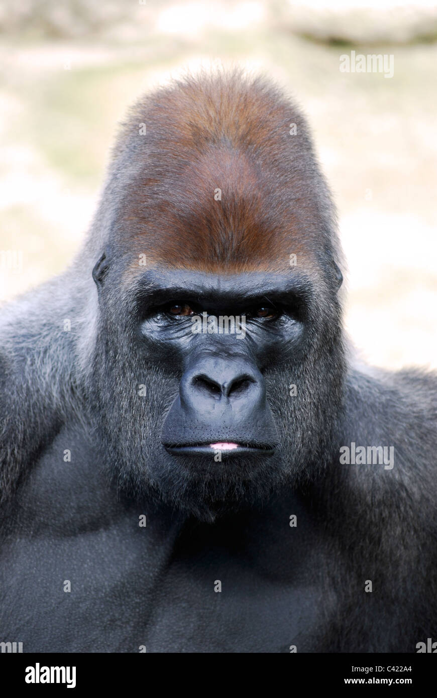 Porträt von Gorilla mit einem rosa Fleck auf der Lippe Stockfoto