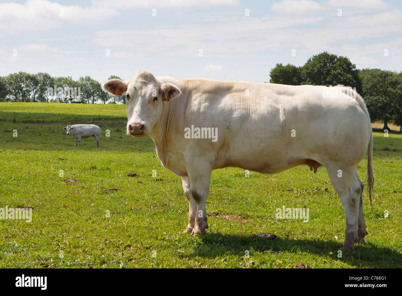 belgische blaue Rinder Stockfoto