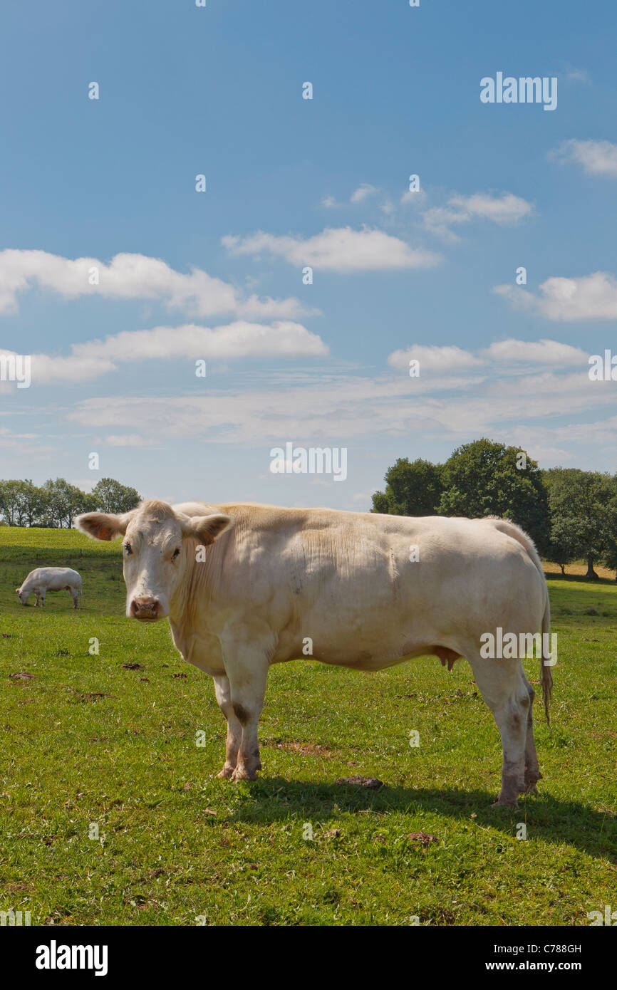 belgische blaue Rinder Stockfoto