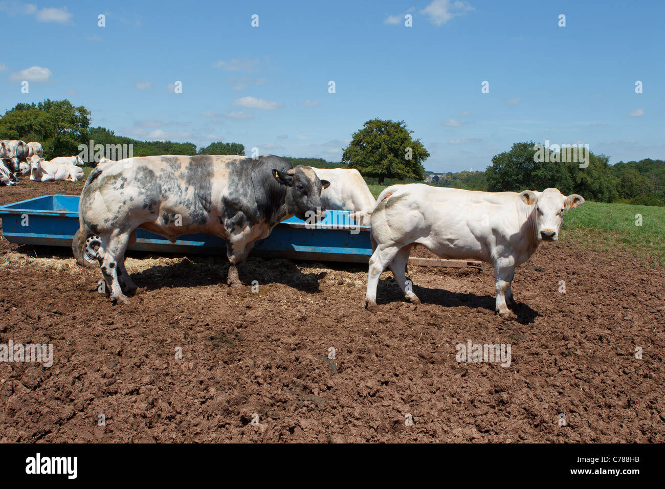 belgische blaue Rinder Stockfoto