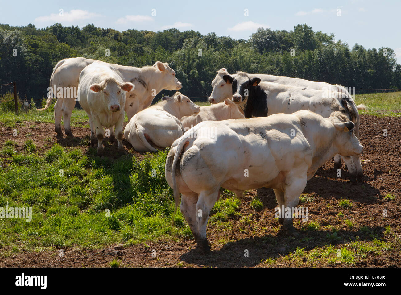 belgische blaue Rinder Stockfoto