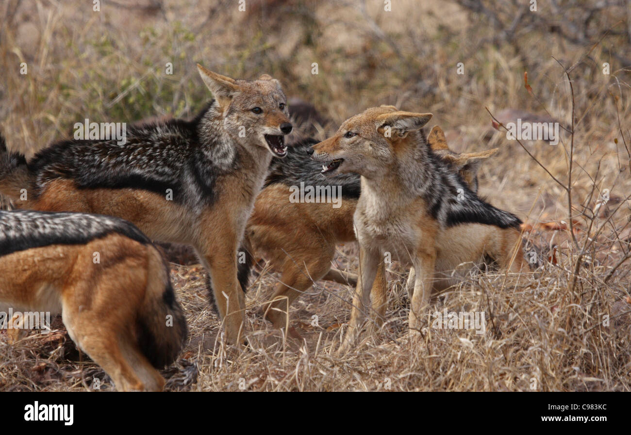 Black-backed Schakal pack Stockfoto