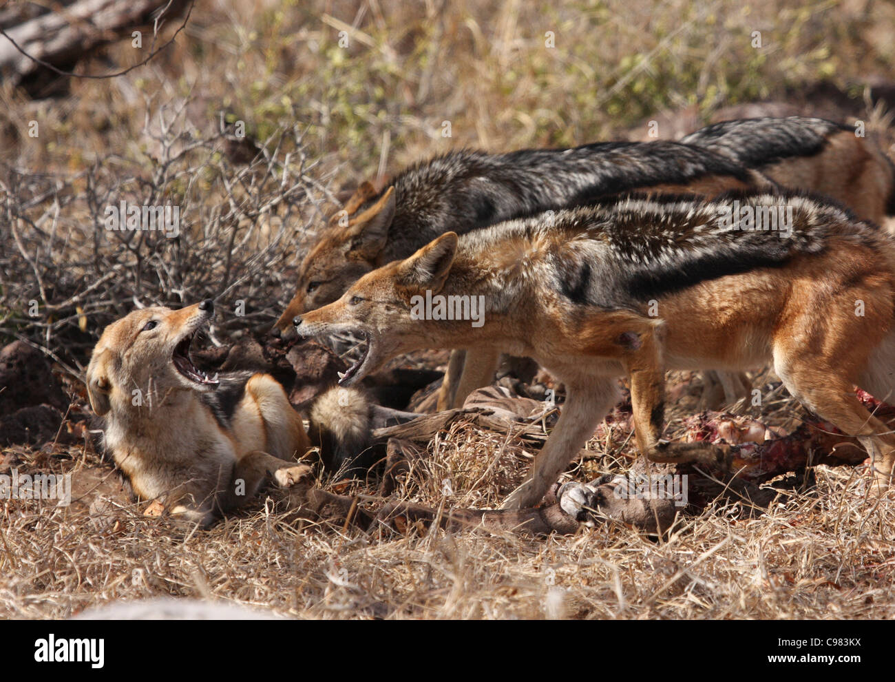 Black-backed Schakal pack Stockfoto