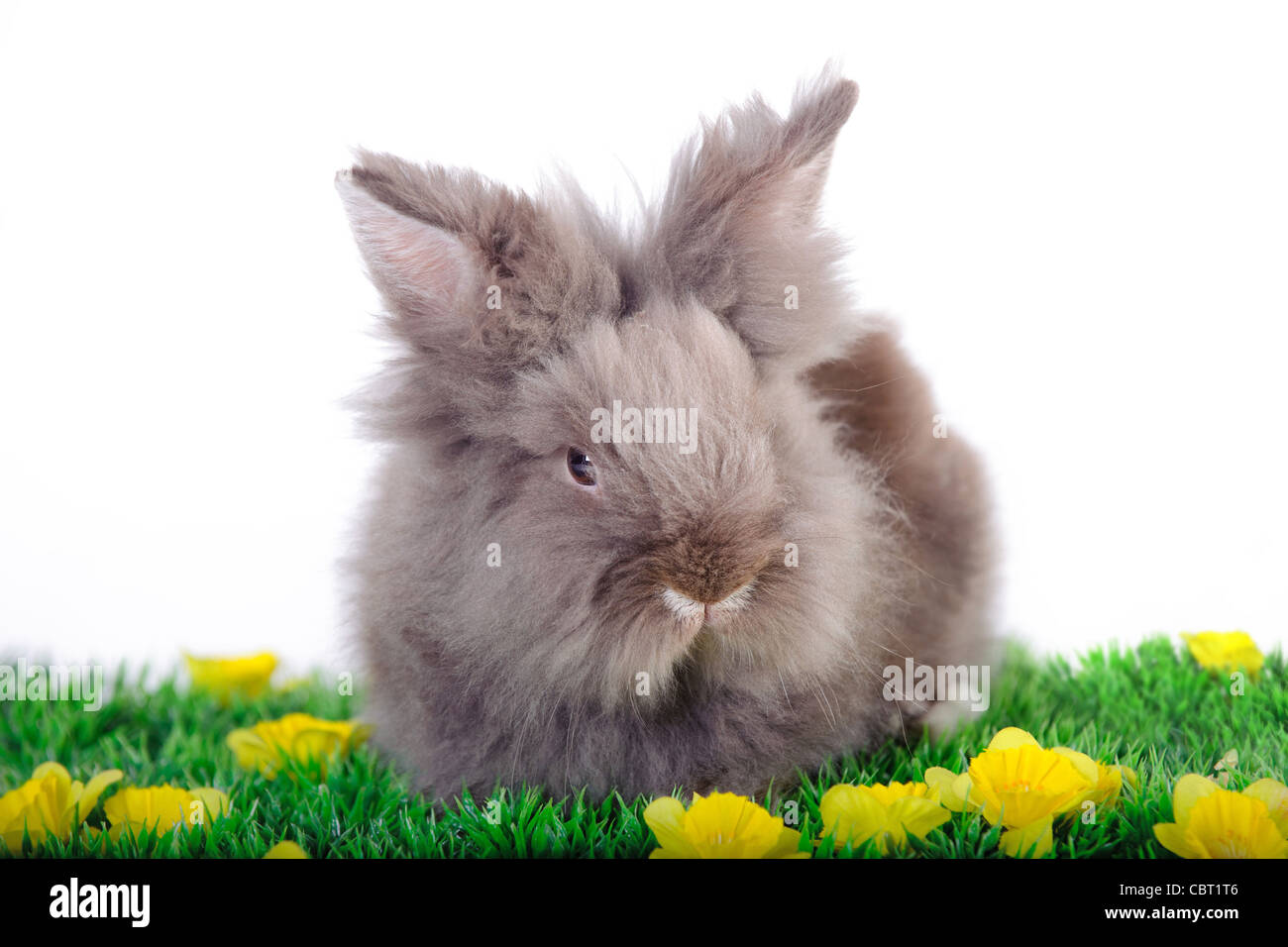 Osterhase Stockfoto