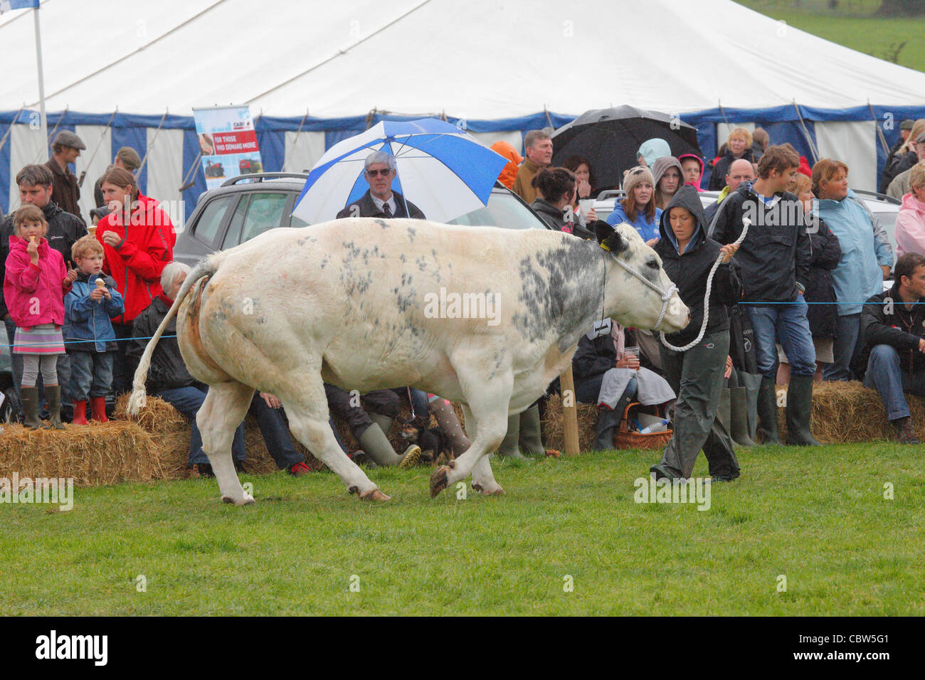 Belgian Blue Bullock und Besitzer Ochsen, Hesket Newmarket Agricultural Society Show in der Nähe von Calbeck, Cumbria, England, UK Stockfoto