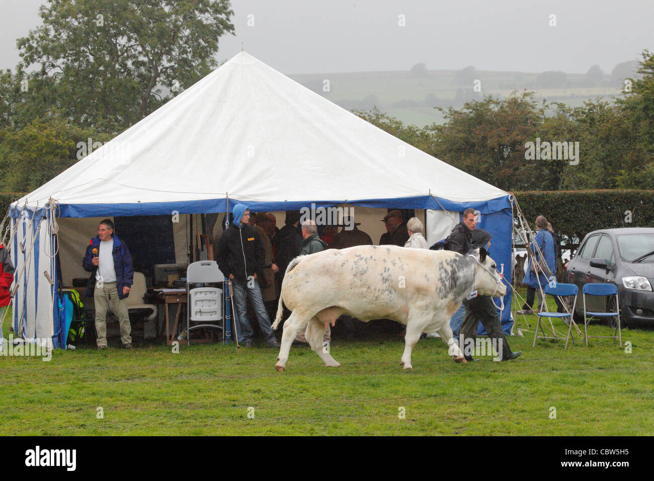 Belgian Blue Bullock und Besitzer Hesket Newmarket Agricultural Society Show in der Nähe von Calbeck, Cumbria, UK Stockfoto