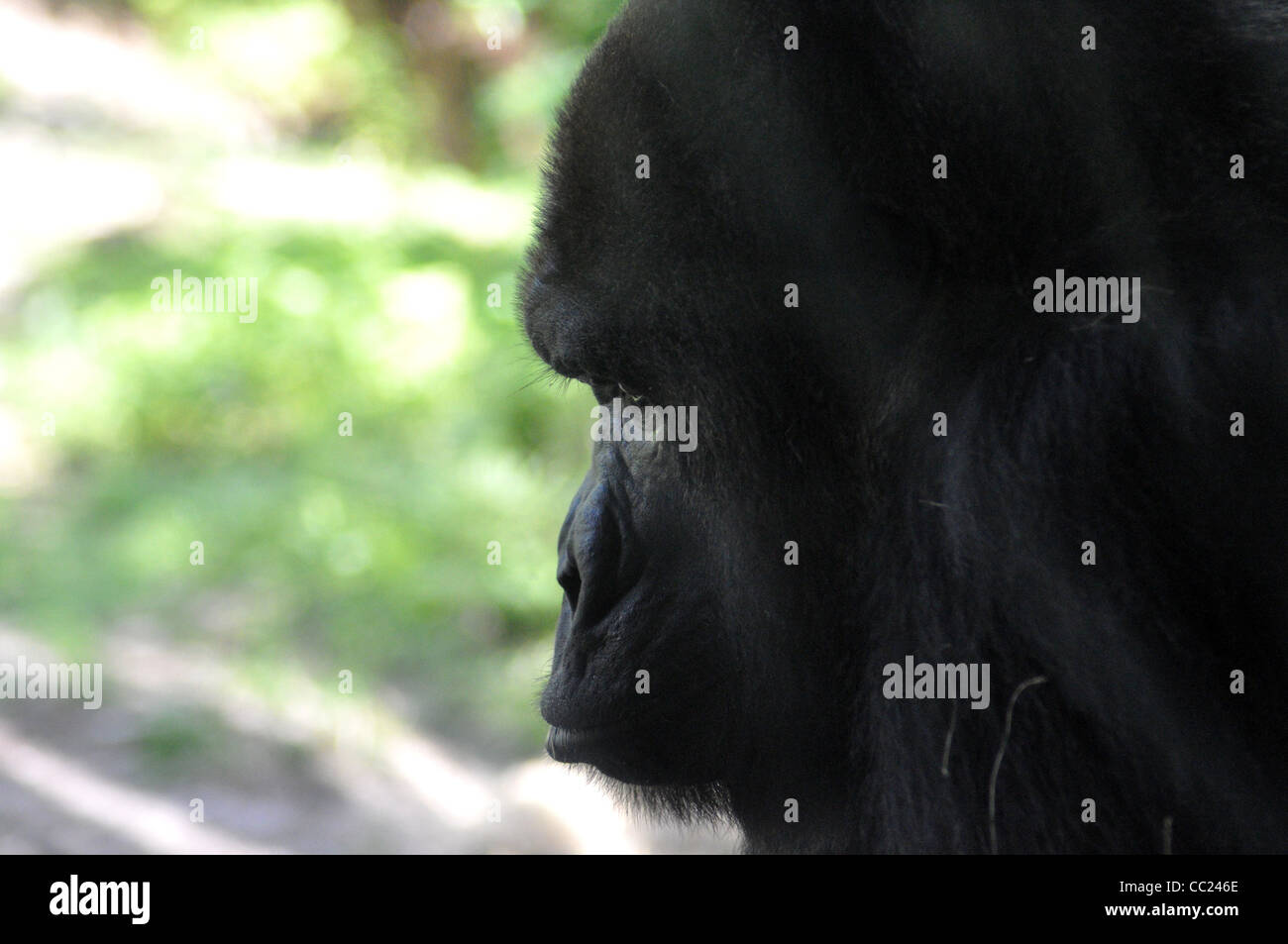 Gorilla Gesicht Nahaufnahme Stockfoto