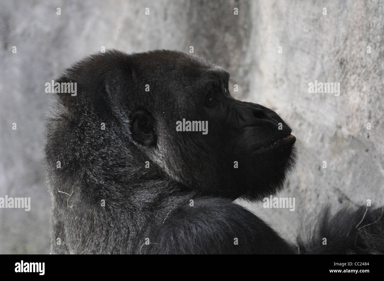 Gorilla-Gesicht Stockfoto