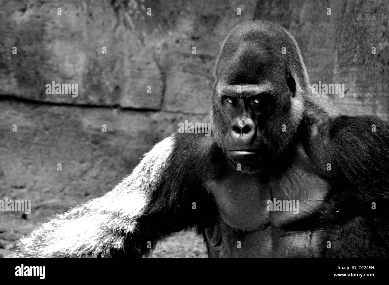 Gorilla Gesicht Nahaufnahme Blick in Kamera schwarz / weiß Stockfoto