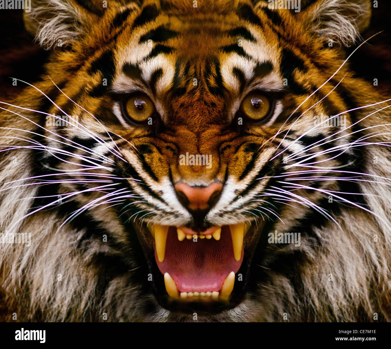 Tiger Stockfoto