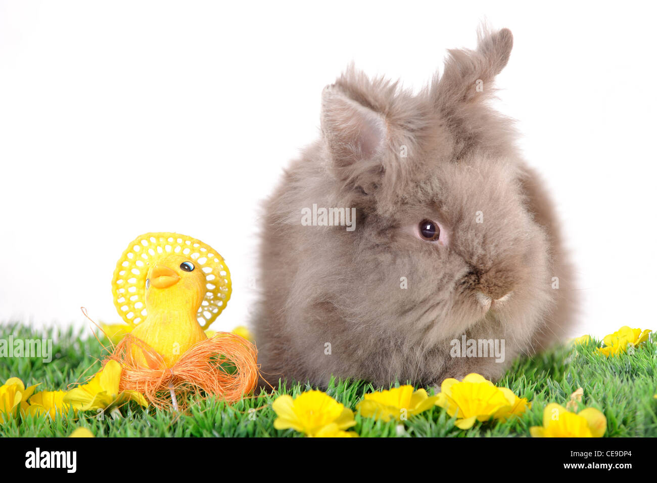 Osterhase Stockfoto