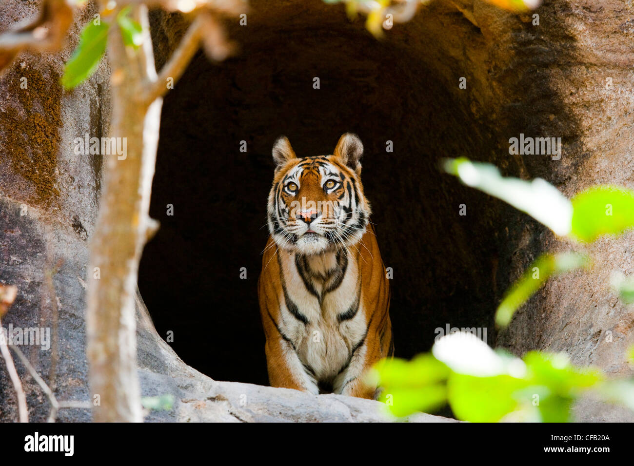 Bengal Tiger, Bandhavgarh National Park, Madhya Pradesh, Indien Stockfoto