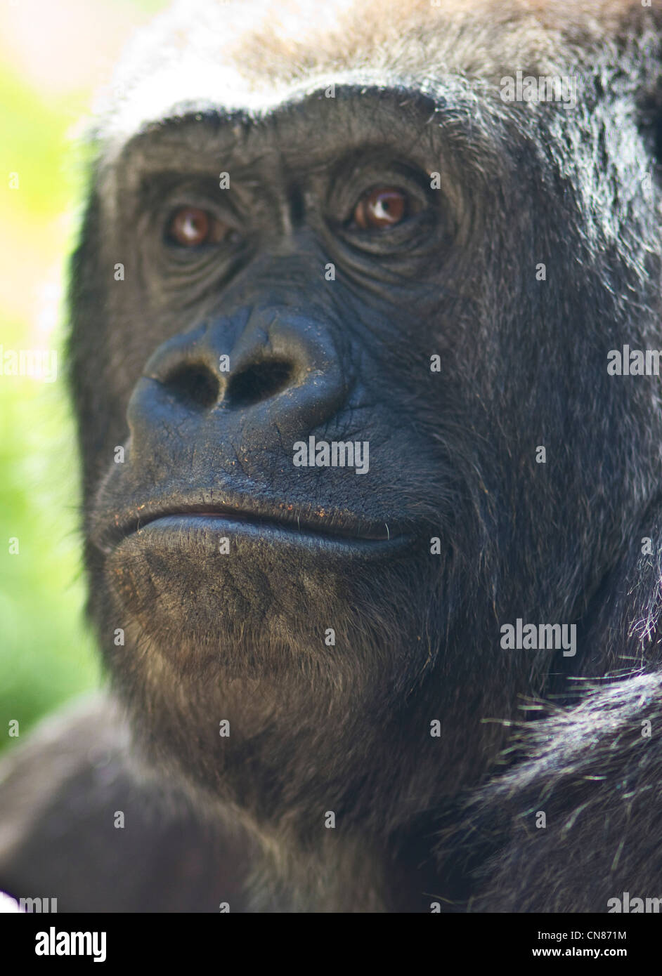 Westlicher Flachlandgorilla Stockfoto