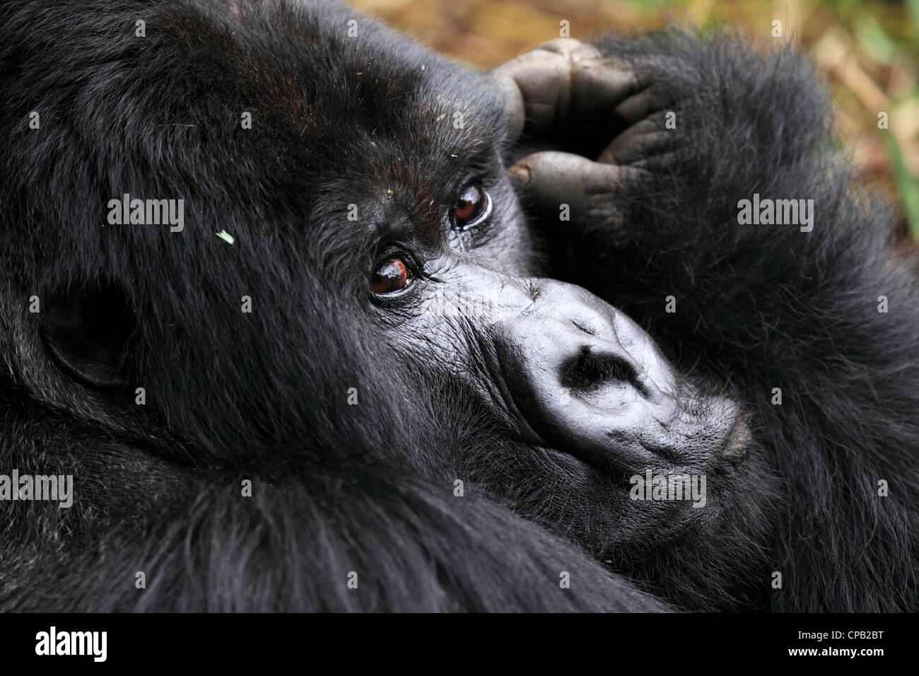 Gesicht eines Mountain Gorilla lebenden wilden auf den Virunga Bergkette im Volcanoes Nationalpark, Ruanda. Stockfoto