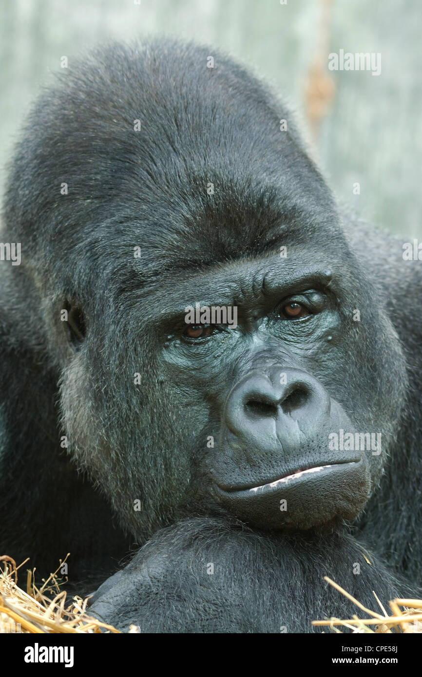 Flachlandgorilla-Porträt Stockfoto