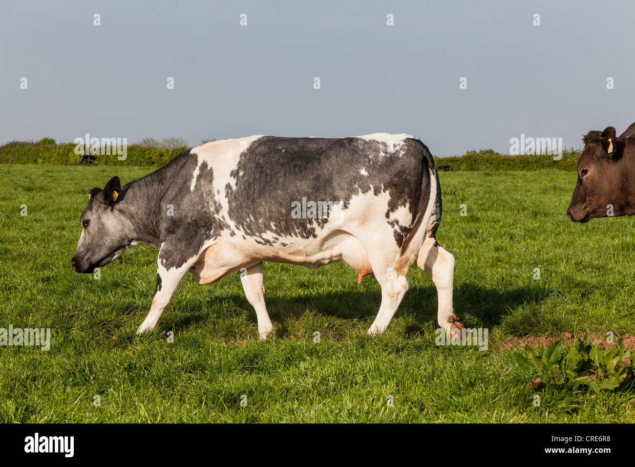 Belgische blaue Kuh im Feld in Gloucestershire, England UK. Stockfoto