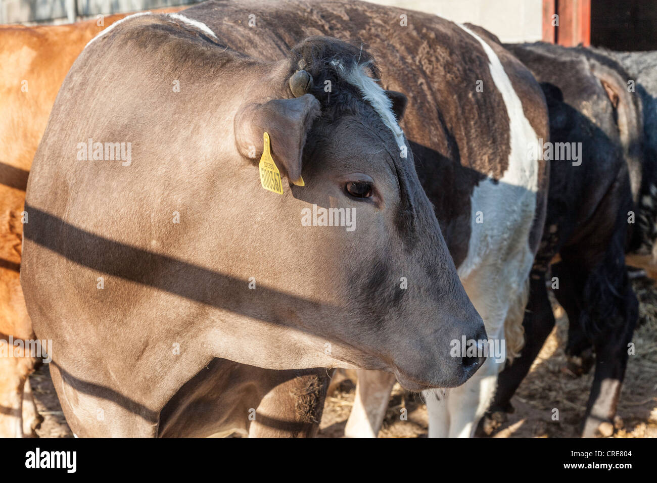 Belgische blaue Kuh in Hof auf Farm in England UK Stockfoto