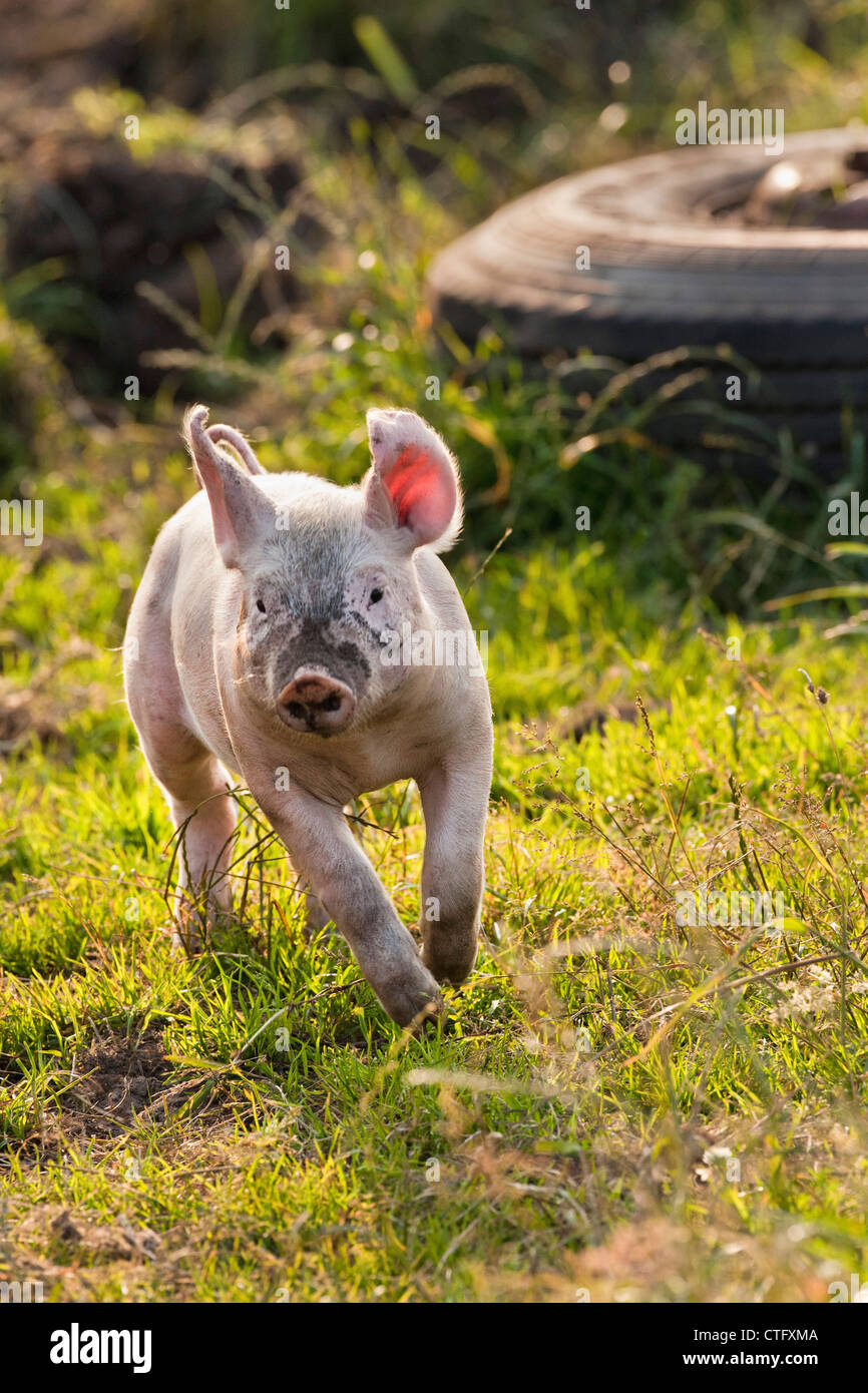 Die Niederlande, Kortenhoef, Schweine. Ferkel. Stockfoto